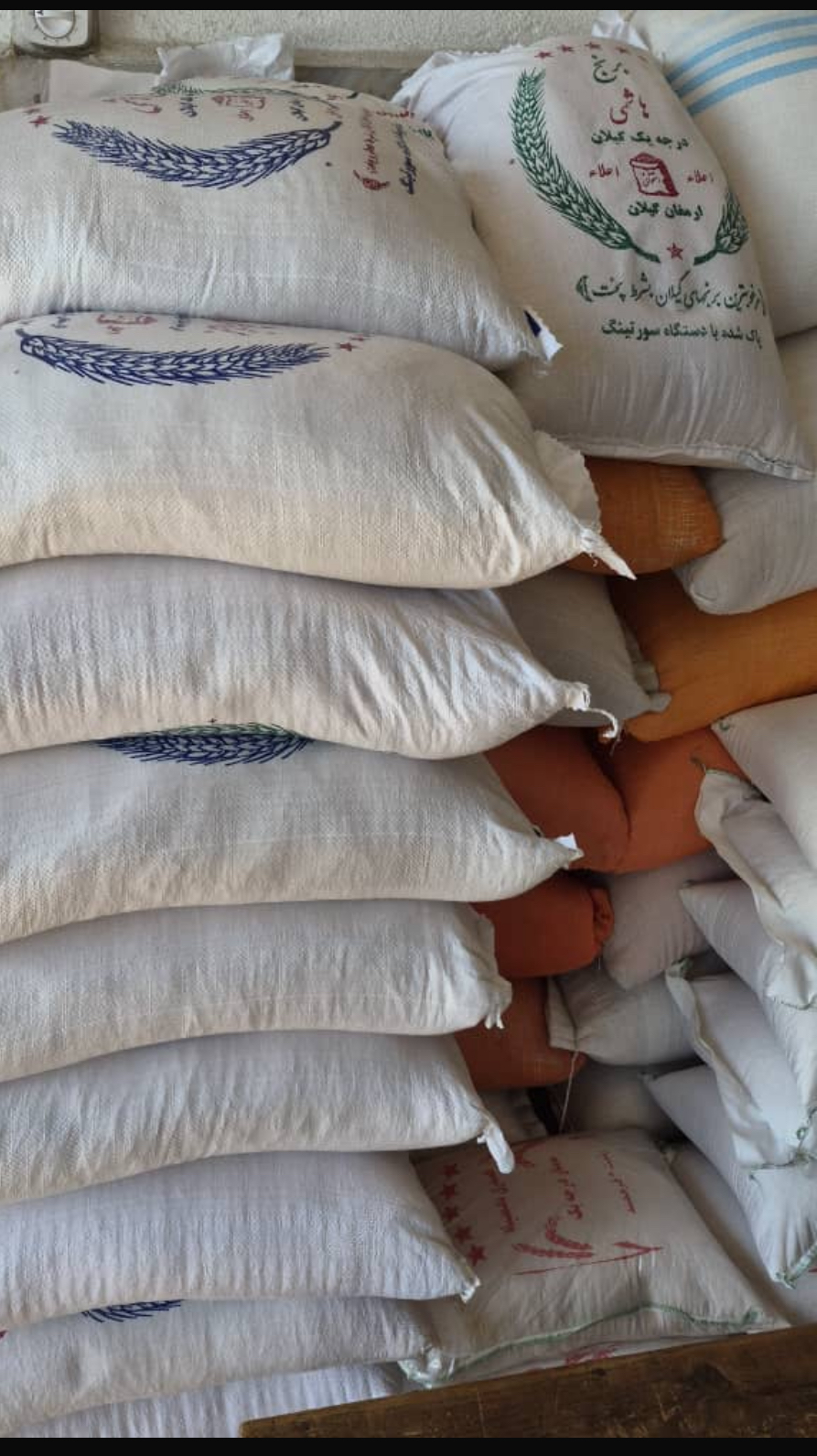 برنج‌هاشمی گیلان با عطر و طعم بی نظیر برنج‌ ایرانی ۱۰۰٪ خالص